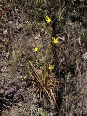 Bulbine vagans