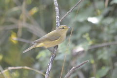 Phylloscopus ibericus
