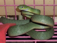 Boiga cyanea