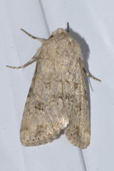 Anarta sodae