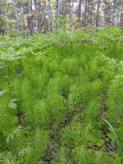 Equisetum pratense image