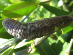 Cephonodes hylas