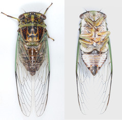 Diceroprocta vitripennis