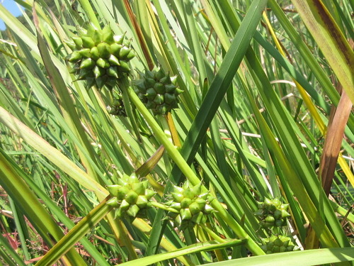 Sparganium stoloniferum