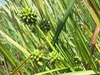 Simple-stem Bur-Reed - Photo (c) onidiras-iNaturalist, some rights reserved (CC BY-NC), uploaded by onidiras-iNaturalist