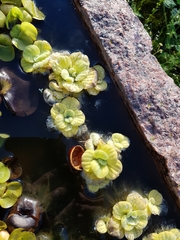 Pistia