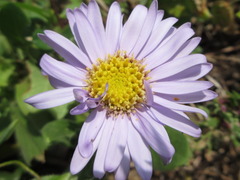 Aster spathulifolius