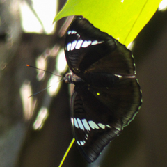 Euthalia phemius phemius