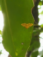 Dichocrocis