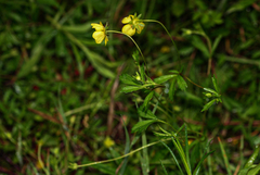 Potentilla anglica