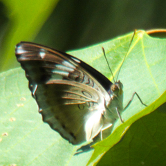 Euthalia phemius phemius