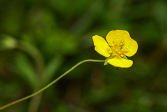 Potentilla anglica