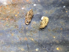 Hemidactylus turcicus