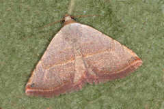 Eublemma pudorina