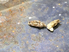 Hemidactylus turcicus