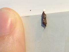 Hemidactylus turcicus