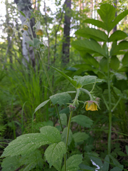 Geum × meinshausenii
