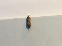 Hemidactylus turcicus