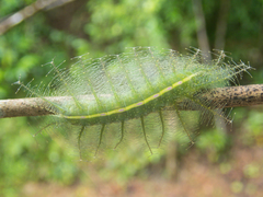 Euthalia phemius phemius
