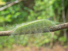 Euthalia phemius phemius