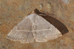 Eublemma polygramma
