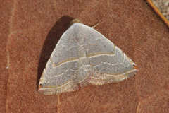 Eublemma polygramma