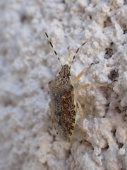 Rhaphigaster nebulosa