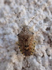 Rhaphigaster nebulosa