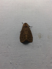 Lepidoptera