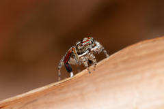 Maratus leo