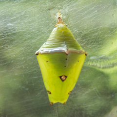 Euthalia phemius phemius