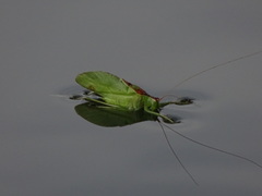 Hexacentrus japonicus