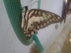 Graphium doson
