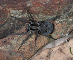 Venatrix australiensis