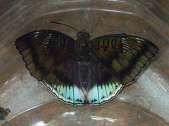 Euthalia phemius phemius