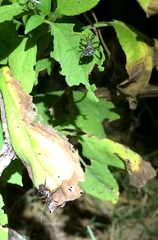 Acanthocephala femorata