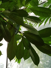 Ficus cyathistipula
