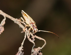 Temnosternus planiusculus