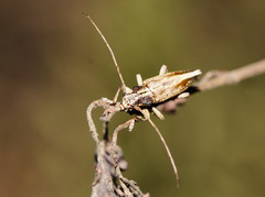 Temnosternus planiusculus