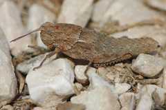 Eumigus