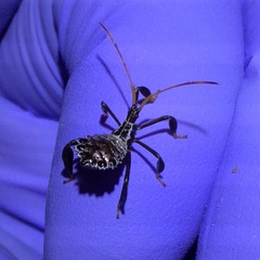 Acanthocephala femorata