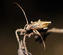 Temnosternus planiusculus