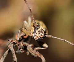 Temnosternus planiusculus
