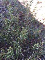 Lepidium ruderale