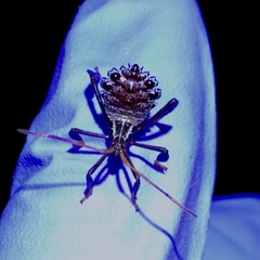 Acanthocephala femorata