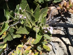 Teedia pubescens