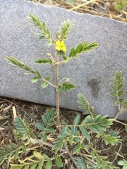 Tribulus terrestris