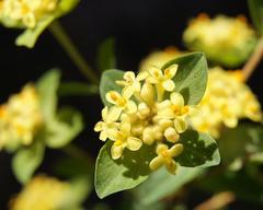 Pimelea flava flava