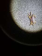 Indochinamon chinghungense