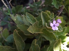 Teedia pubescens